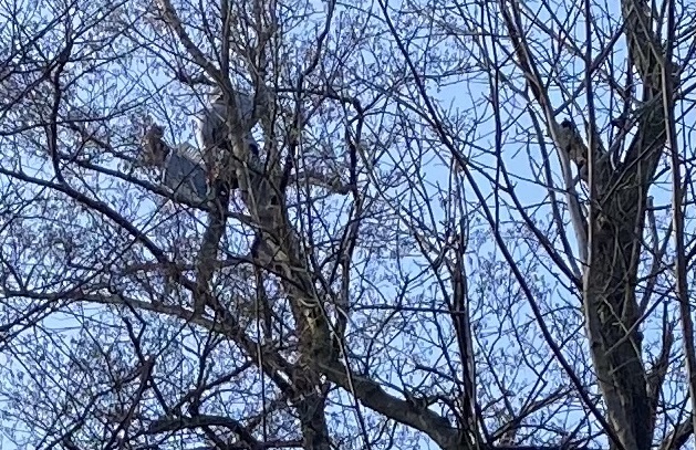 Katze auf Baum