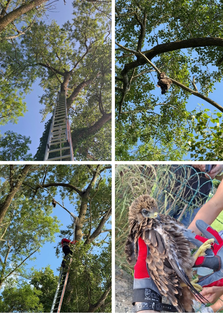 16.05.2025 Vogel
