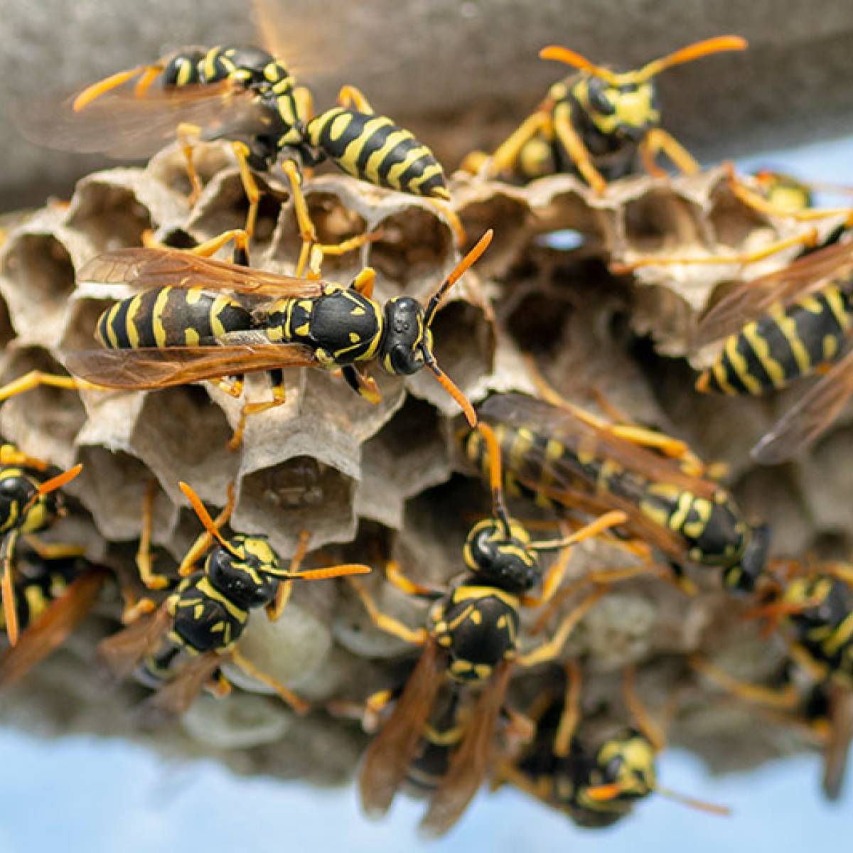 Insekten